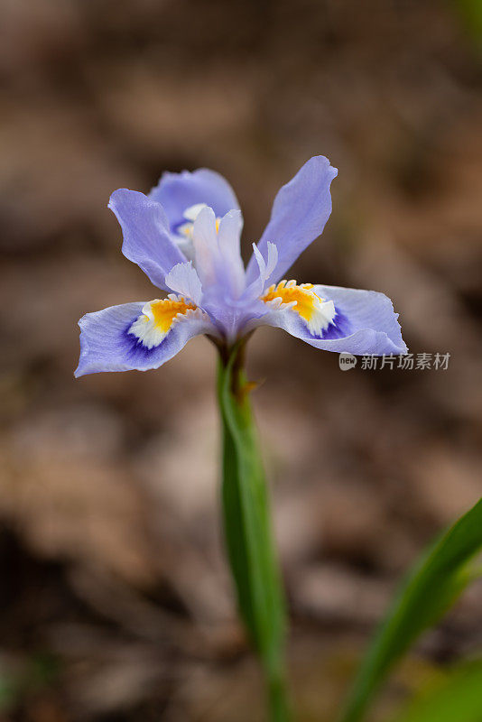 矮冠鸢尾(Iris cristata) Mount Magazine, AR